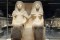 Learn about Sharm el-Sheikh Archeology Museum ..