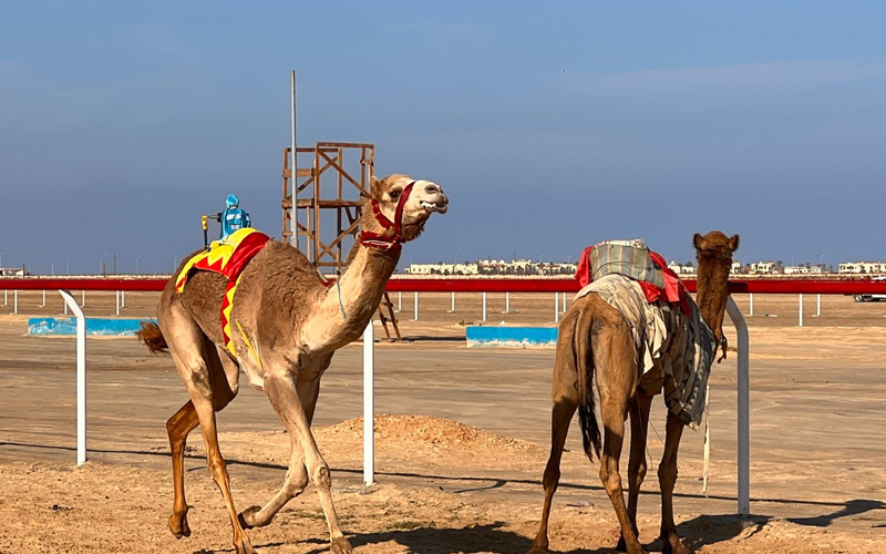 الهجن تتألق فى العريش.. مهرجان تراثى فى شمال سيناء يفتح أبواب السياحة وينعش ذاكرة أرض الفيروز